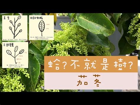 茄苳樹是陰樹嗎